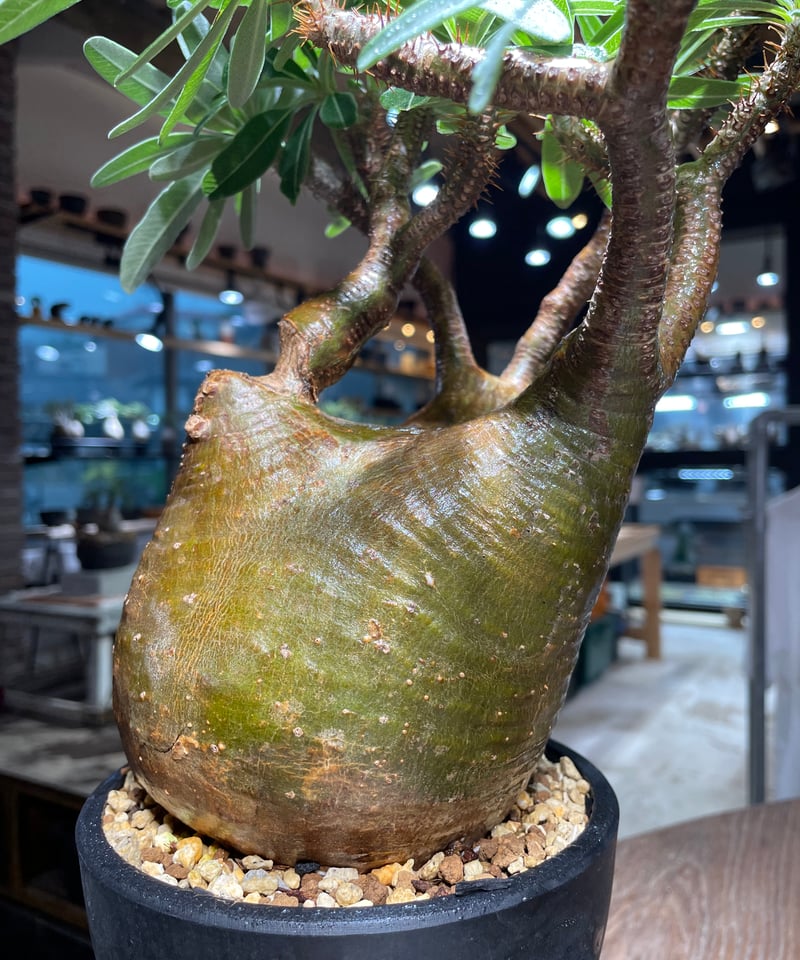 パキポディウム グラキリス Pachypodium gracilius 発根済 (gk-51