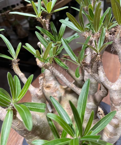 パキポディウム グラキリス　多頭　Pachypodium gracilius 　発根済　(gk-458）鉢 Kuniaki Matsui