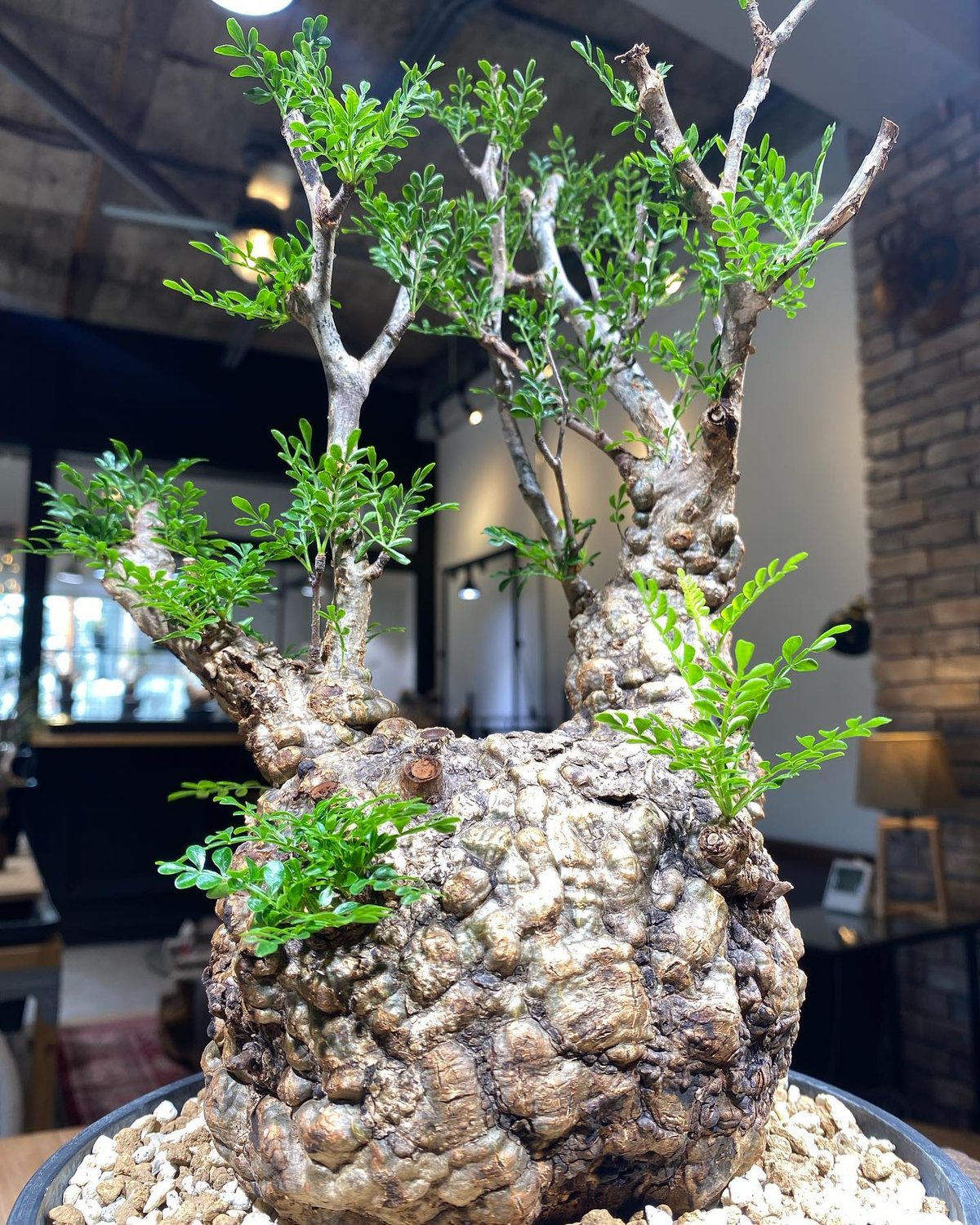 オペルクリカリアパキプスOperculicarya pachypus HACHI-8公式】オペルクリカリア・パキプス -Operculicarya pachypus