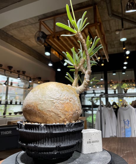 パキポディウム グラキリス　Pachypodium gracilius 　発根済　(gk-444）dip鉢