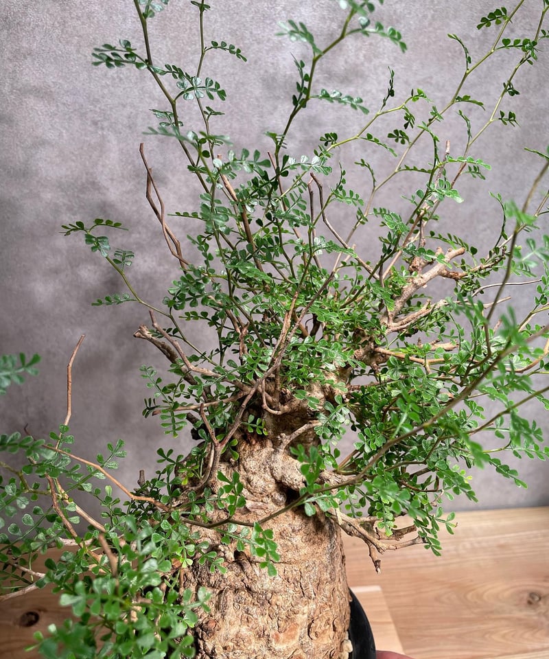 オペルクリカリア パキプス／Operculicarya pachypus 発根済 (商品番号P