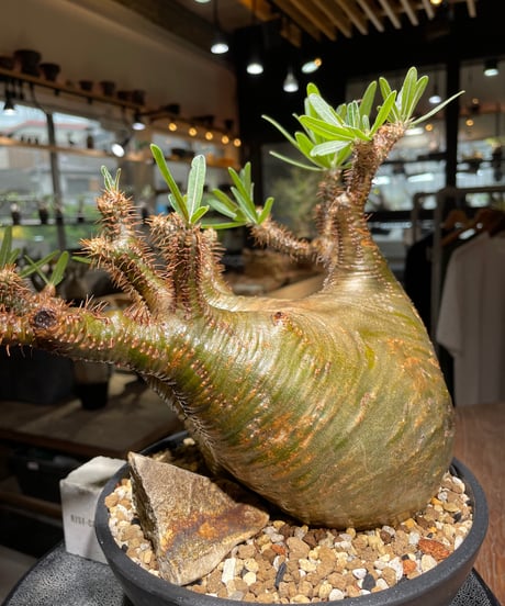 パキポディウム グラキリス　Pachypodium gracilius 　発根済　(gk-536)