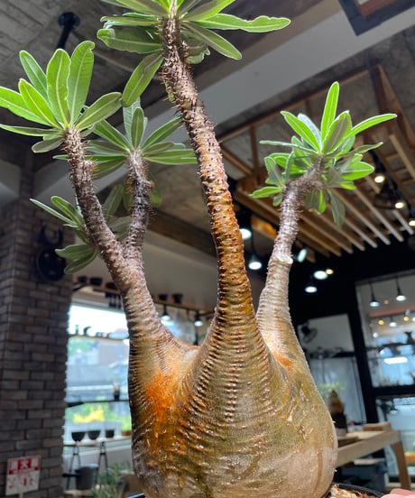 パキポディウム グラキリス　Pachypodium gracilius 　発根済　(gk-485)