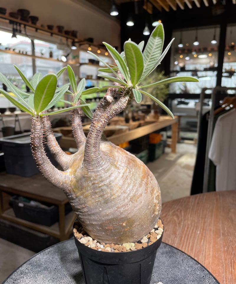 パキポディウム グラキリス Pachypodium gracilius 発根済 (gk-52