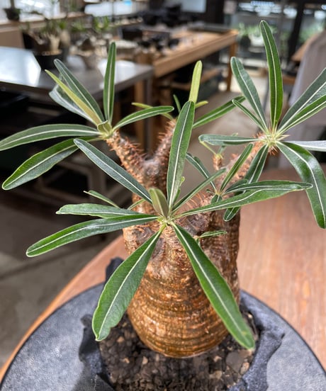 パキポディウム グラキリス　Pachypodium gracilius 　発根済　(gk-570)(鉢：LAVOR Ssize CARBONBLACK)