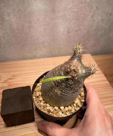 パキポディウム グラキリス　Pachypodium gracilius 　発根済　(商品番号gk-46)