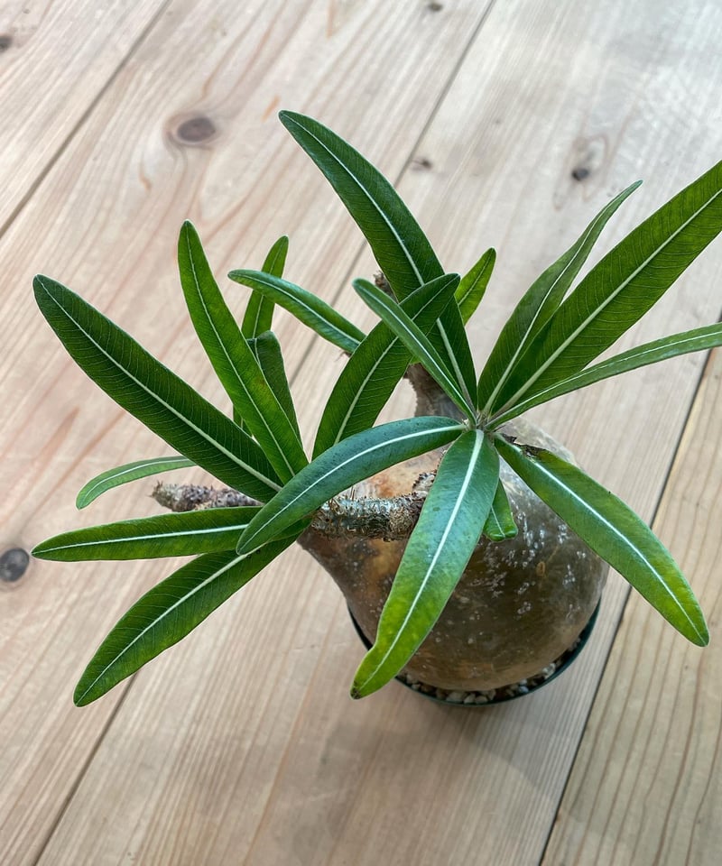 ザ*）様 パキポディウム グラキリス 発根済pachypodhium Graci パキポディウム グラキリス Pachypodium gracilius 発根済 (商品