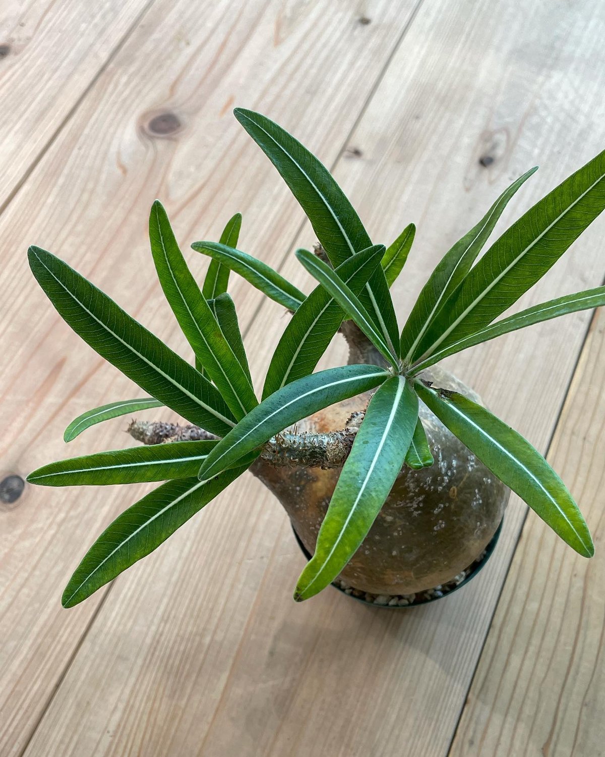 ■パキポディウム グラキリス/Pachypodium/塊根部8cm/19cm □パキポディウム グラキリス/Pachypodium/塊根部8cm/19cm