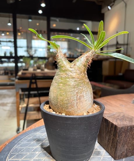 パキポディウム グラキリス　Pachypodium gracilius 　発根済　(gk-379)