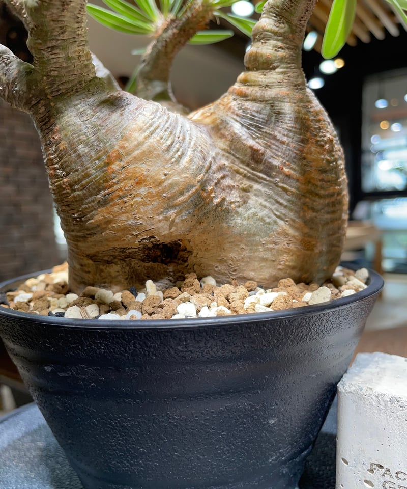 パキポディウム グラキリス Pachypodium gracilius 発根済 (gk-47