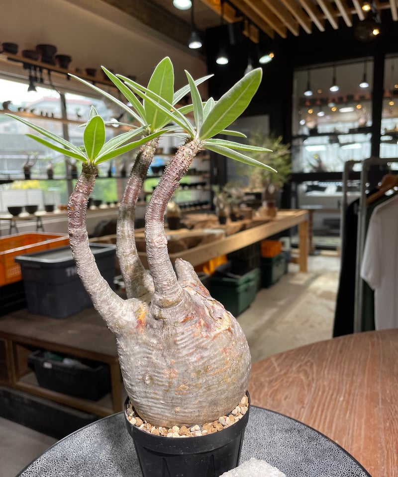 パキポディウム グラキリス Pachypodium gracilius 発根済 (gk-52