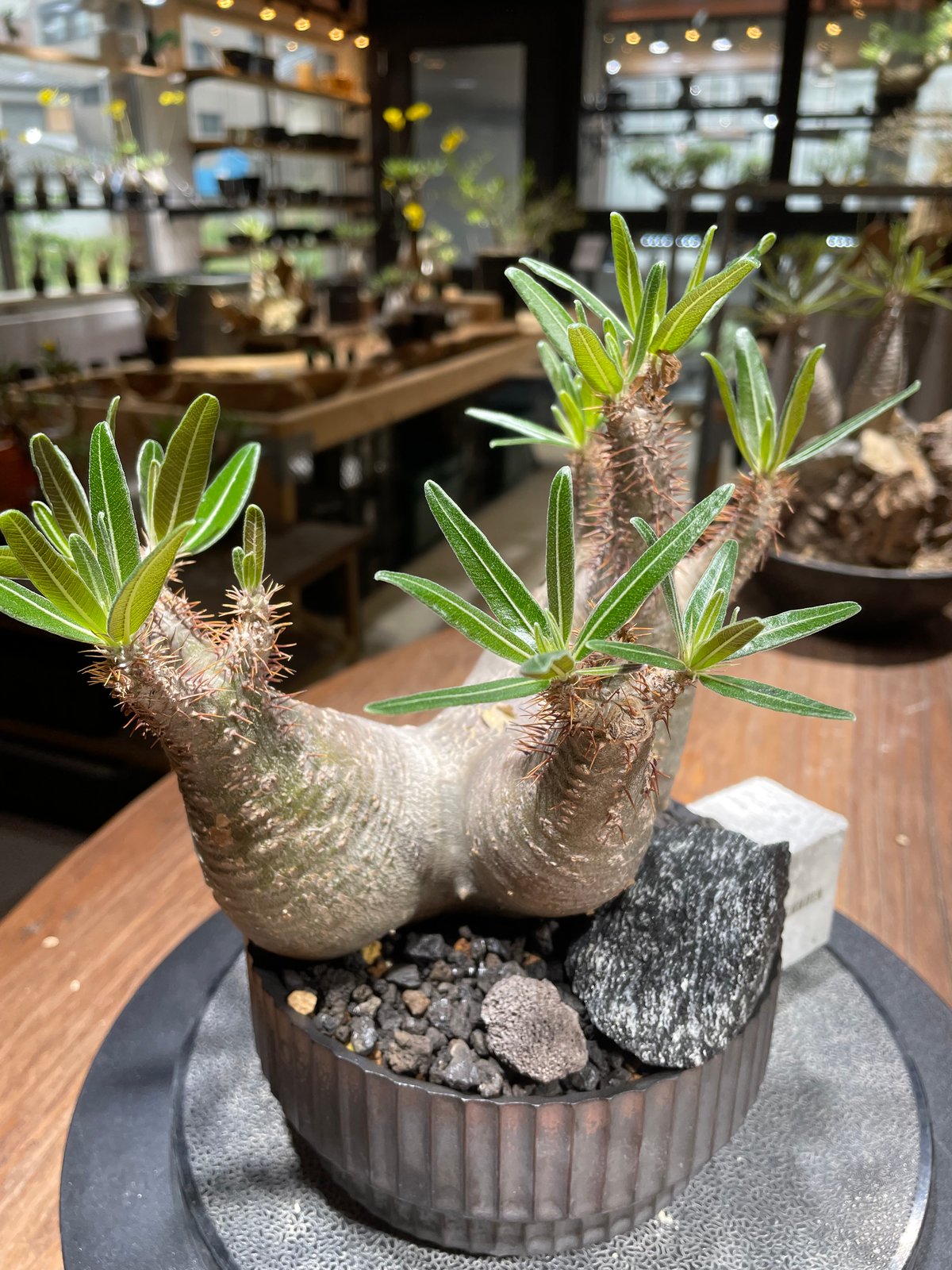 パキポディウム グラキリス 多頭 Pachypodium gracilius 発根済 (gk