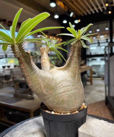パキポディウム グラキリス　Pachypodium gracilius 　発根済　(gk-503）