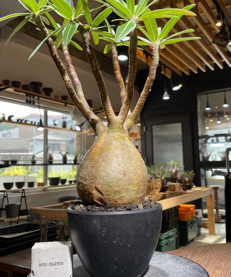 CATEGORY Pachypodium gracilius(パキポディウム グラキリス) |