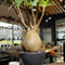 パキポディウム グラキリス　Pachypodium gracilius 　発根済　(gk-319)
