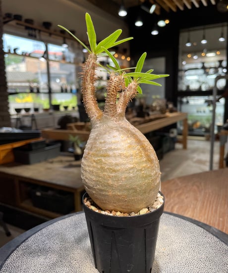 パキポディウム グラキリス　Pachypodium gracilius 　発根済　(gk-488)