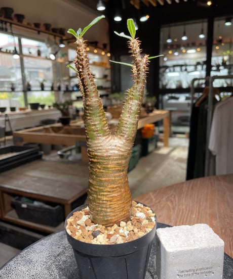 パキポディウム グラキリス　Pachypodium gracilius 　発根済　(gk-538)