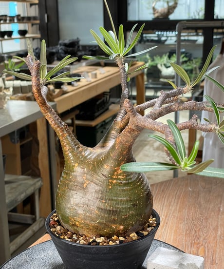 パキポディウム グラキリス　Pachypodium gracilius 　発根済　(gk-573)