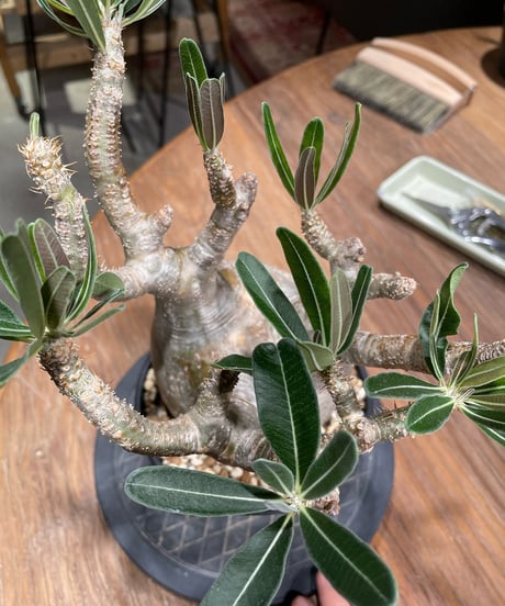 パキポディウム グラキリス　Pachypodium gracilius 　発根済　(gk-373)