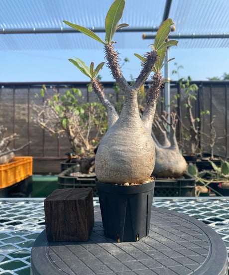 パキポディウム グラキリス　Pachypodium gracilius 　発根済　(商品番号gk-142)