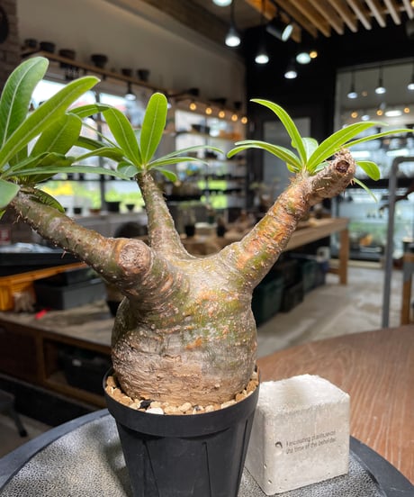パキポディウム グラキリス　Pachypodium gracilius 　発根済　(gk-489)