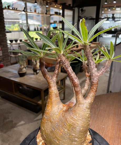 パキポディウム グラキリス　Pachypodium gracilius 　発根済　(gk-418)