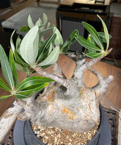 パキポディウム グラキリス　Pachypodium gracilius 　発根済　(gk-306)
