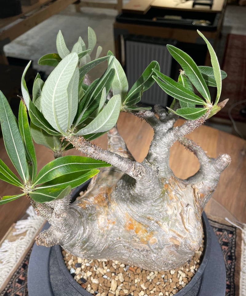 OZWRT Pachypodium Graciliphant グラキリファント OZWRT