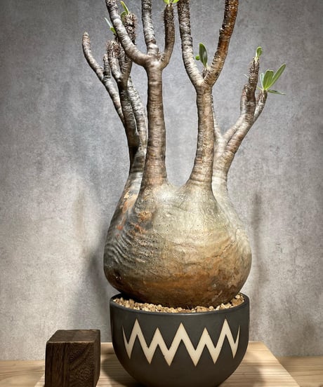 パキポディウム グラキリス　Pachypodium gracilius 　発根済　(商品番号gk-70valiem)  VALIEM 　(VALIEMタグ付き)