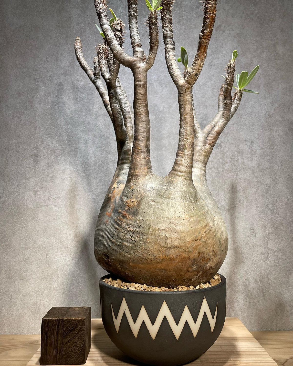 パキポディウム グラキリス Pachypodium gracilius 発根済 (商品番号g