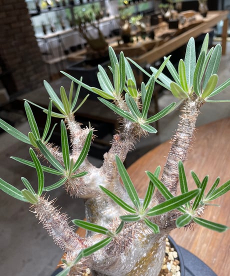 パキポディウム グラキリス　Pachypodium gracilius 　発根済　(gk-452）