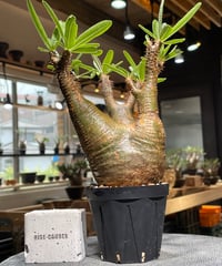 パキポディウム グラキリス　Pachypodium gracilius 　発根済　(gk-540)