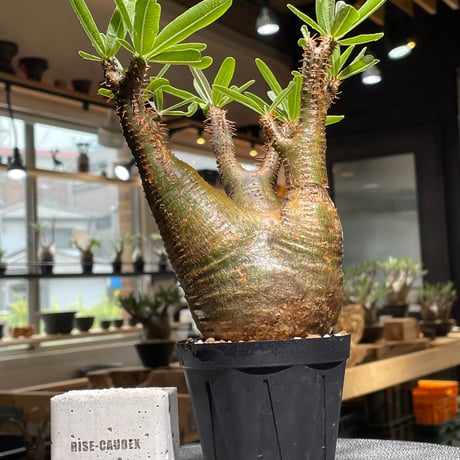 【大株】グラキリス　現地球　緑肌　赤肌　芽吹き有9/7撮影　おまけ付き グラキリス | STORES