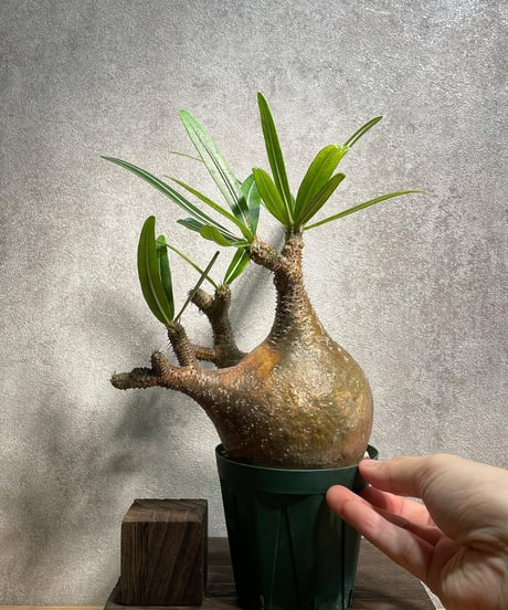 パキポディウム グラキリス　Pachypodium gracilius 　発根済(塊根幅10ｃｍ)　(商品番号gk-21)