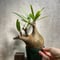 パキポディウム グラキリス　Pachypodium gracilius 　発根済(塊根幅10ｃｍ)　(商品番号gk-21)