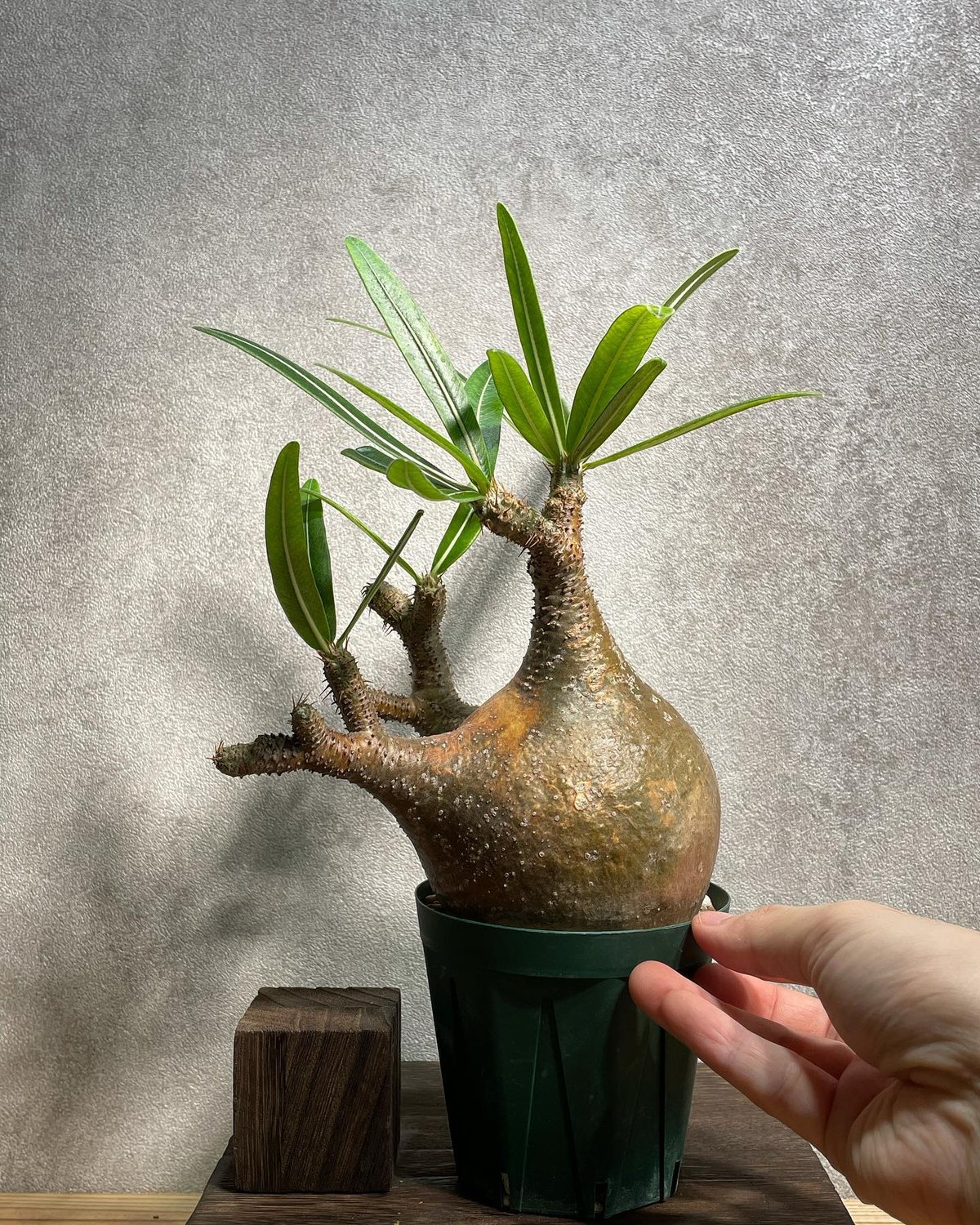 パキポディウム グラキリス Packypodium gracilius 現地株 パキポディウム グラキリス Pachypodium gracilius 発根済 (gk-31
