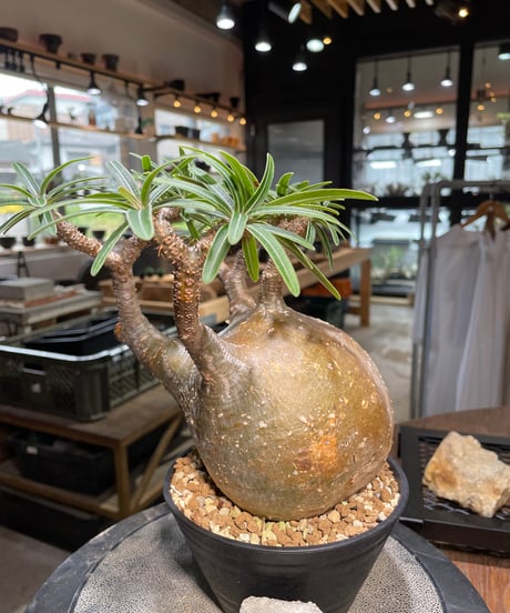 パキポディウム グラキリス　Pachypodium gracilius 　発根済　(gk-495）