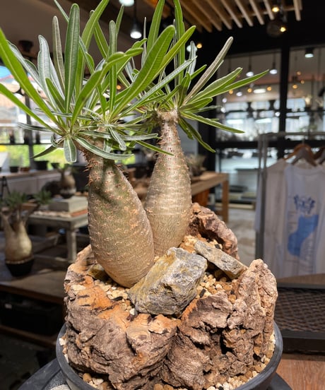 パキポディウム グラキリス　2頭　Pachypodium gracilius 　発根済　(gk-507）