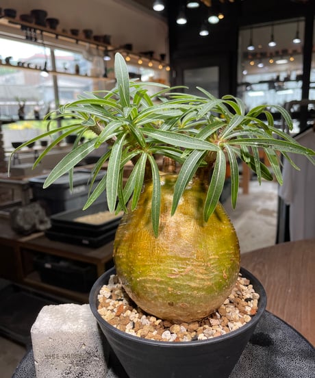 パキポディウム グラキリス　Pachypodium gracilius 　発根済　(gk-281)