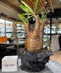 パキポディウム グラキリス　Pachypodium gracilius 　発根済　(gk-570)(鉢：LAVOR Ssize CARBONBLACK)