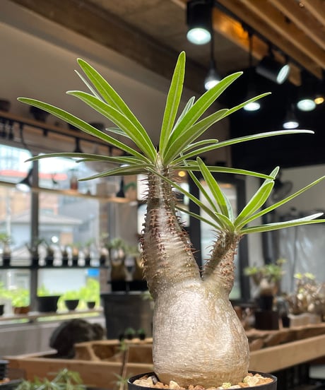 パキポディウム グラキリス　Pachypodium gracilius 　発根済　(gk-486)