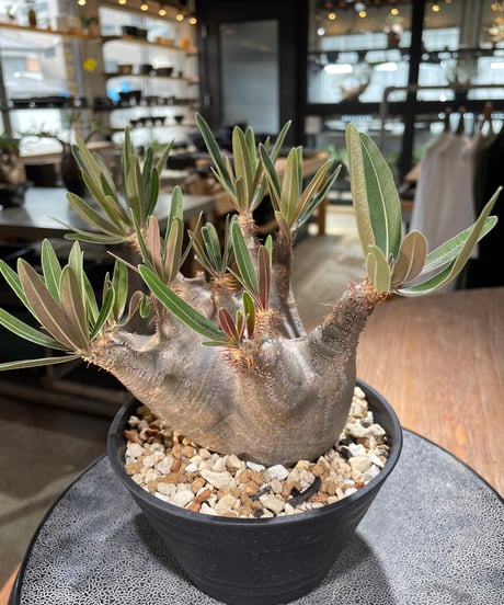 パキポディウム グラキリス　Pachypodium gracilius 　発根済　(gk-572)