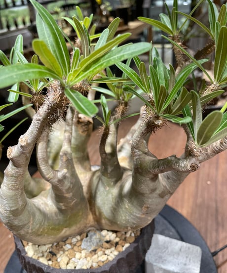 パキポディウム グラキリス　多頭　Pachypodium gracilius 　発根済　(gk-458）鉢 Kuniaki Matsui