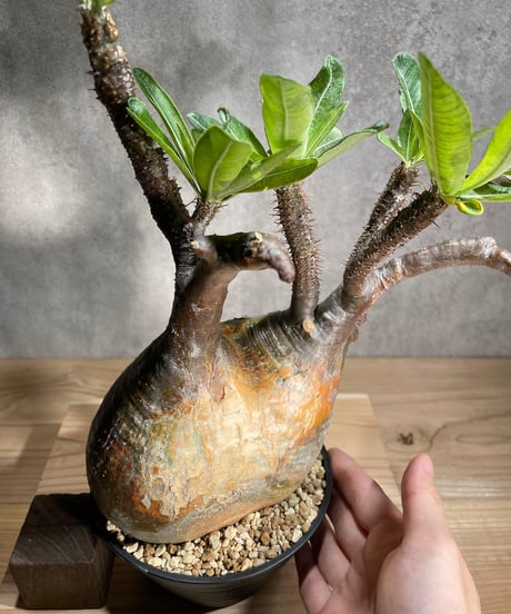 パキポディウム グラキリス　Pachypodium gracilius 　発根済　(商品番号gk-88)