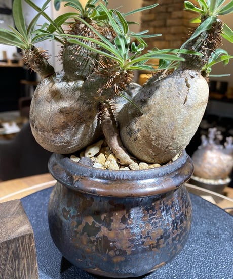 パキポディウム グラキリス　多頭　Pachypodium gracilius 　発根済　(商品番号gk-161）姫野翔太