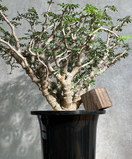 CATEGORY Senna meridionalis(センナ メリディオナリス) | RIS