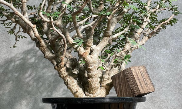 RISE-CAUDEX ONLINE STORE