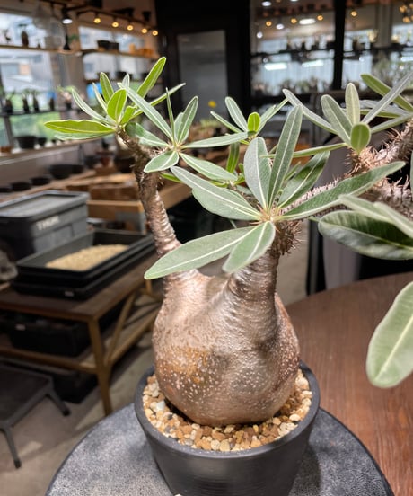 パキポディウム グラキリス　Pachypodium gracilius 　発根済　(gk-520）