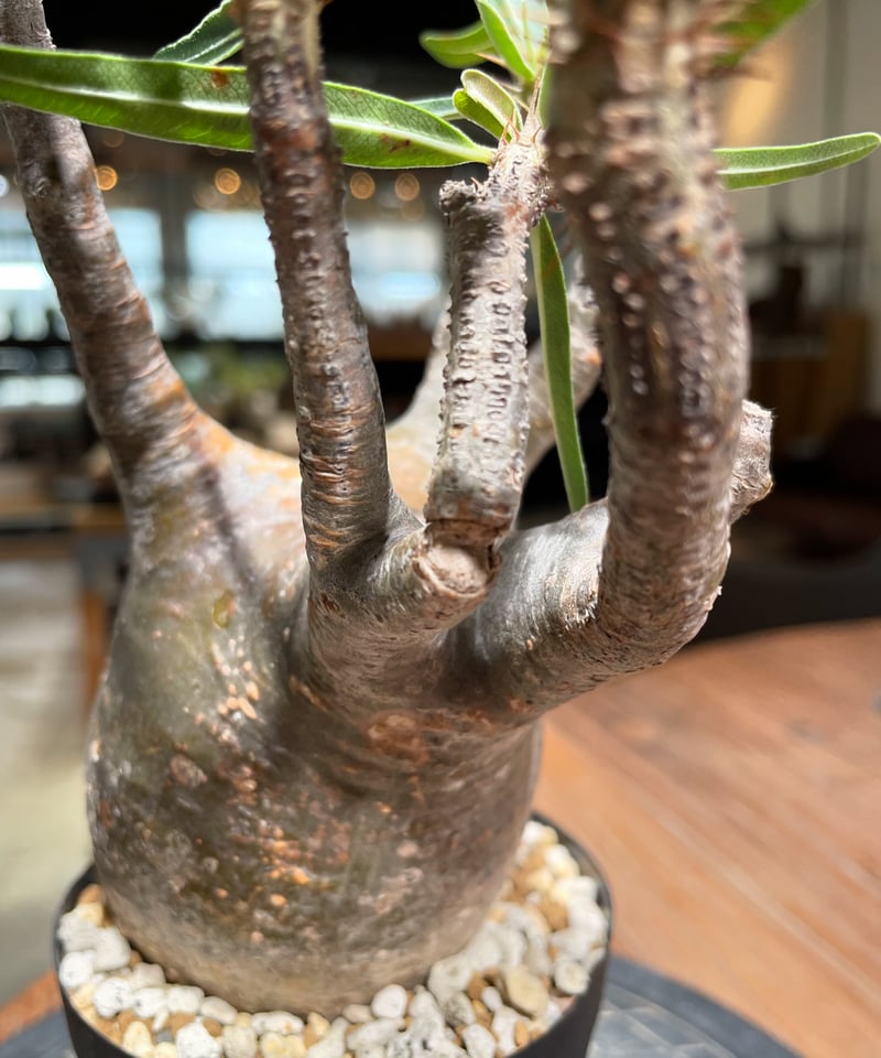 パキポディウム グラキリス Pachypodium gracilius 発根済 (gk-38