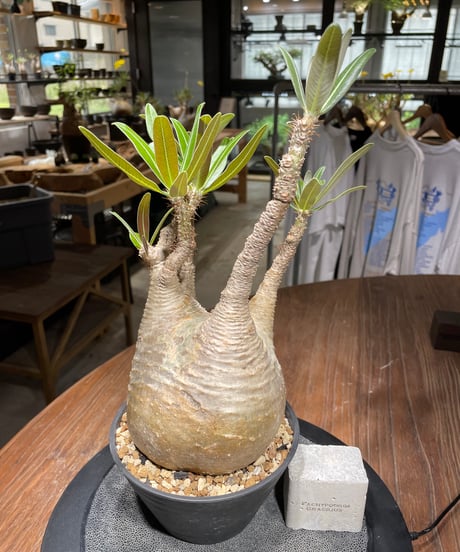 パキポディウム グラキリス　Pachypodium gracilius 　発根済　(gk-441）